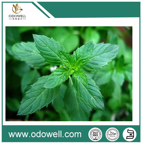 Natural Menthol Crystals