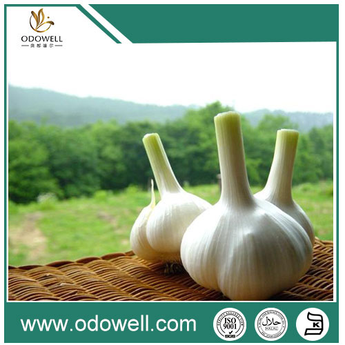100% Natural Garlic Oil